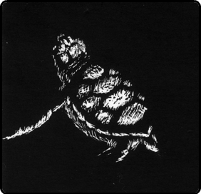 turtle drawn using scratchboard